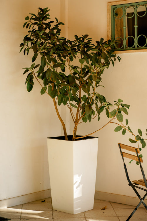 Pots and planters