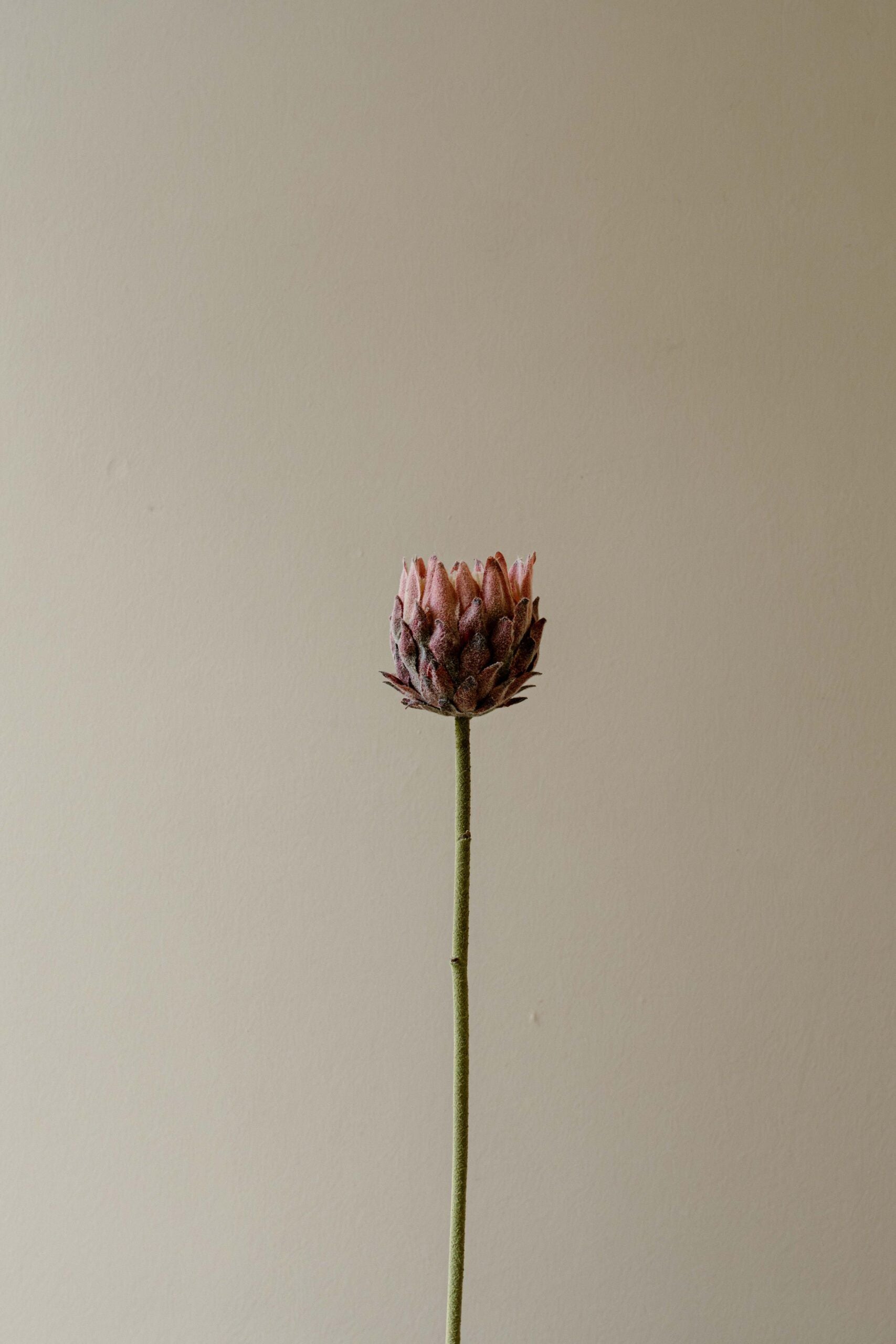 Indore Silva - Protea - Purple - artificial branch - silk