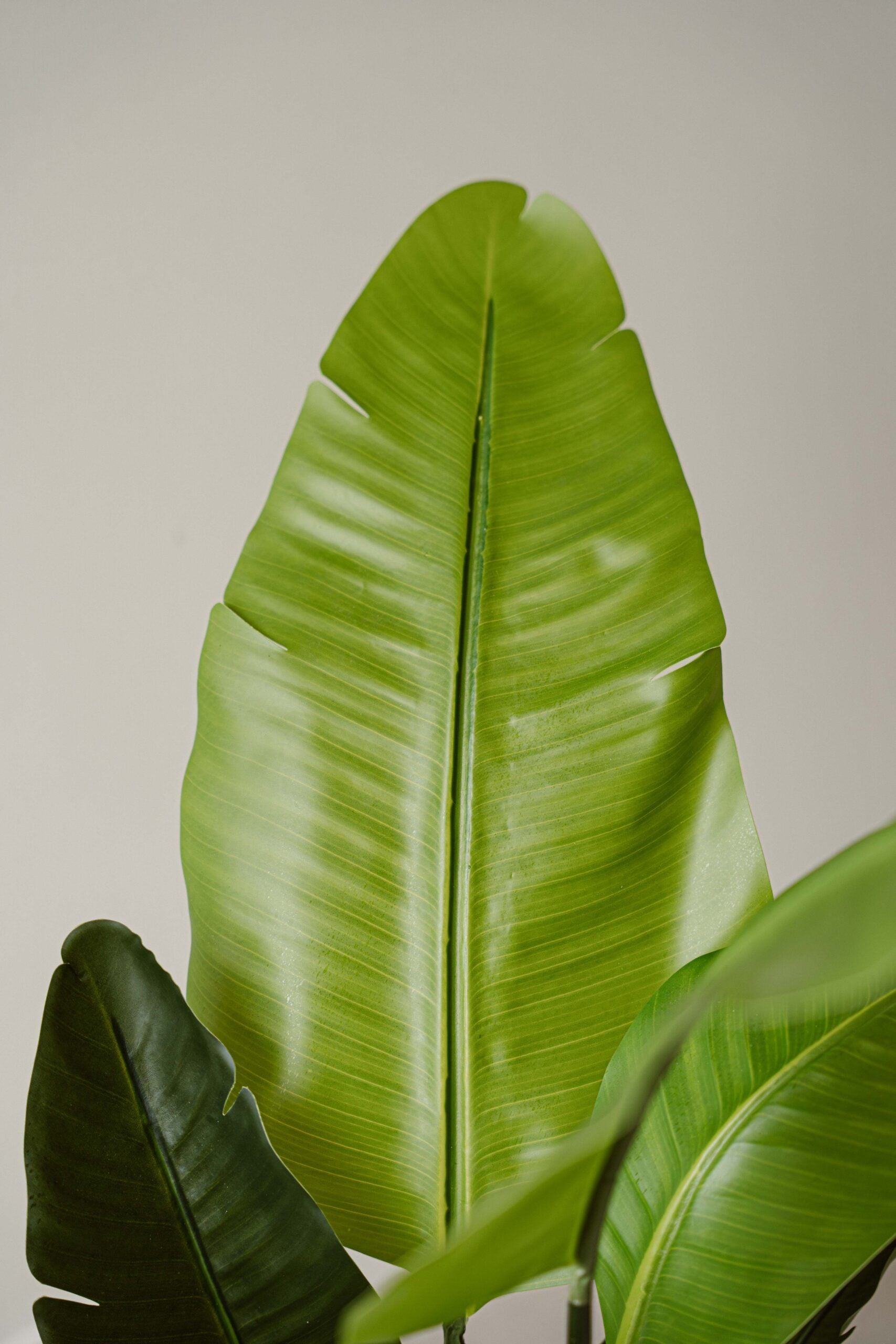 Artificial Plant Strelitzia 120 cm - Stylish Tropical Houseplant - Indore Home