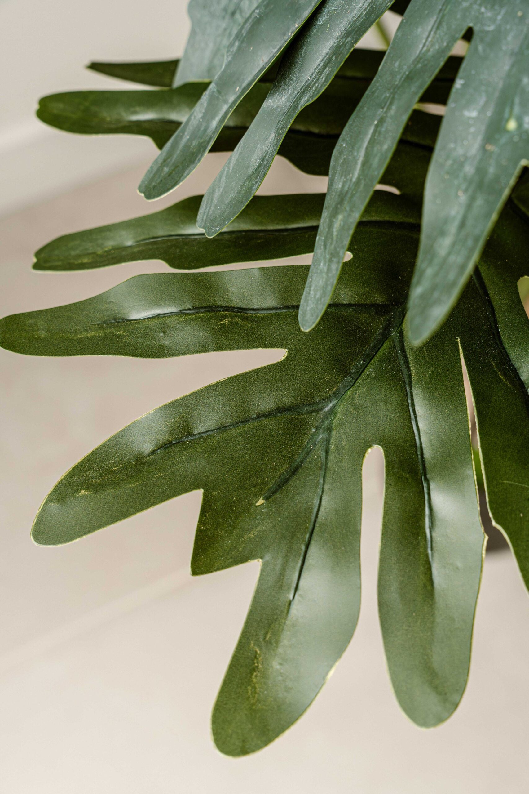 Indore Silva - philodendron xanadu - 140cm - Delivery time 2-3 weeks