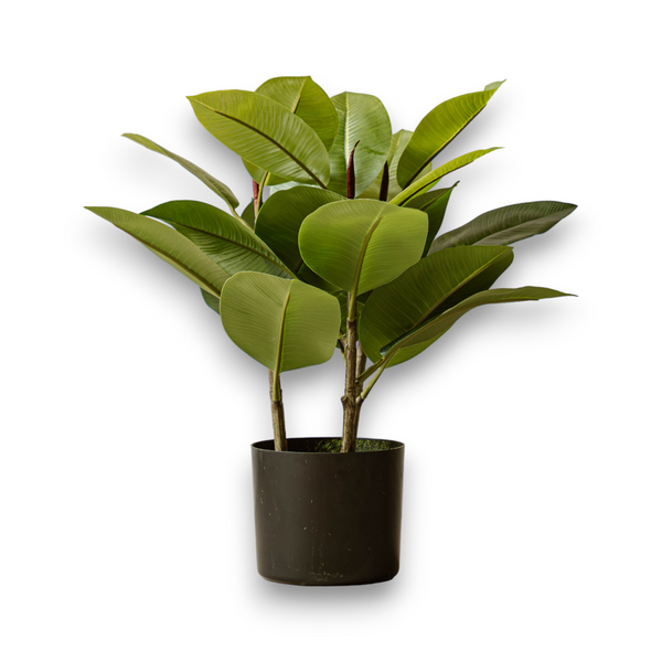 Indore Silva - Artificial Plant Clusia - 40cm