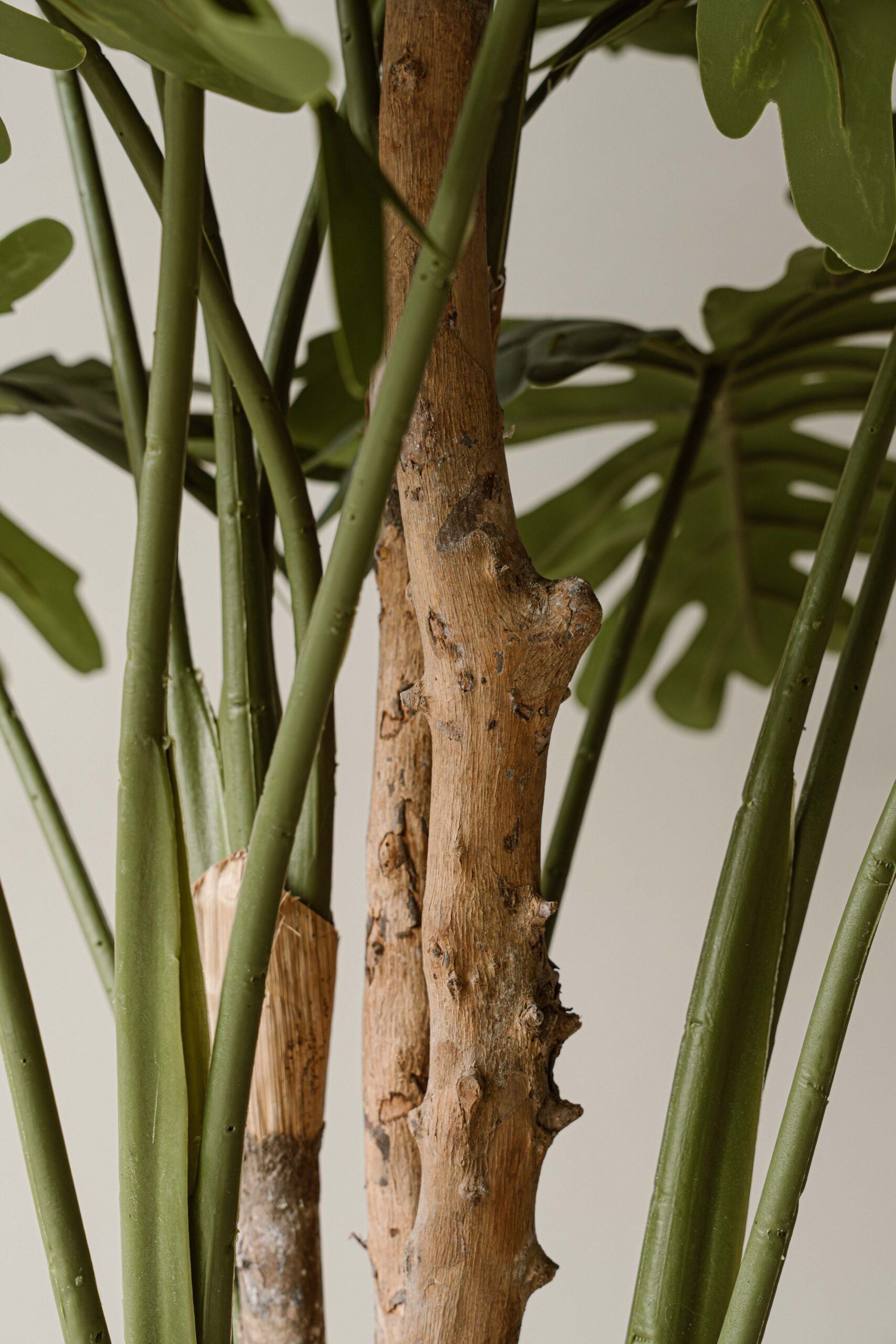 Indore Silva - philodendron xanadu - 140cm - Delivery time 2-3 weeks