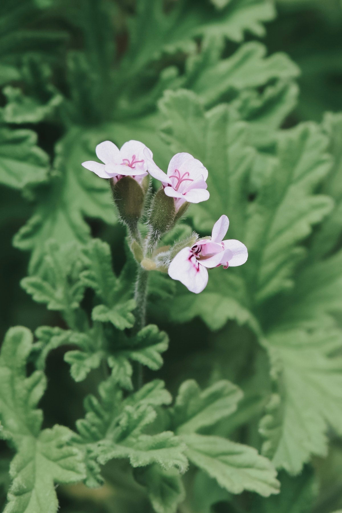 EKO Idrosol Pelargonio Fragrante