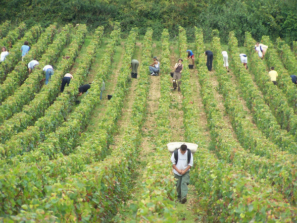 Nuits-Saint-Georges Jelly