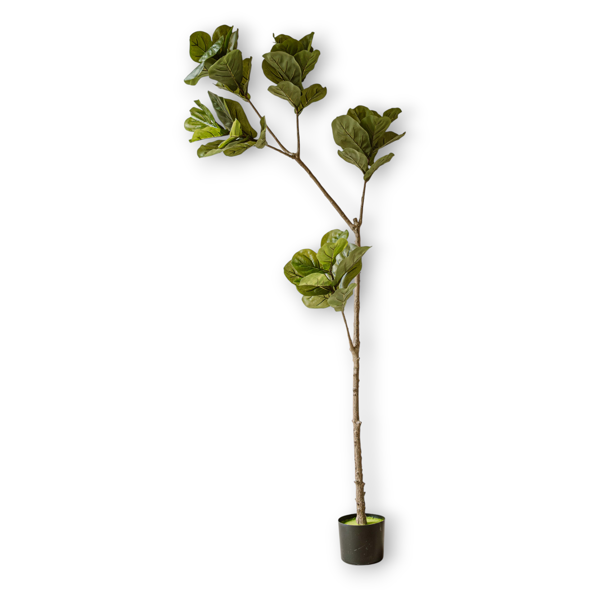Indore Silva - Kunstplant Vijg - 190cm