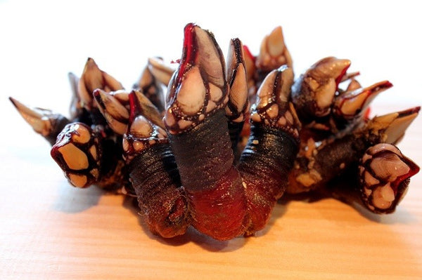 Percebes gallegos