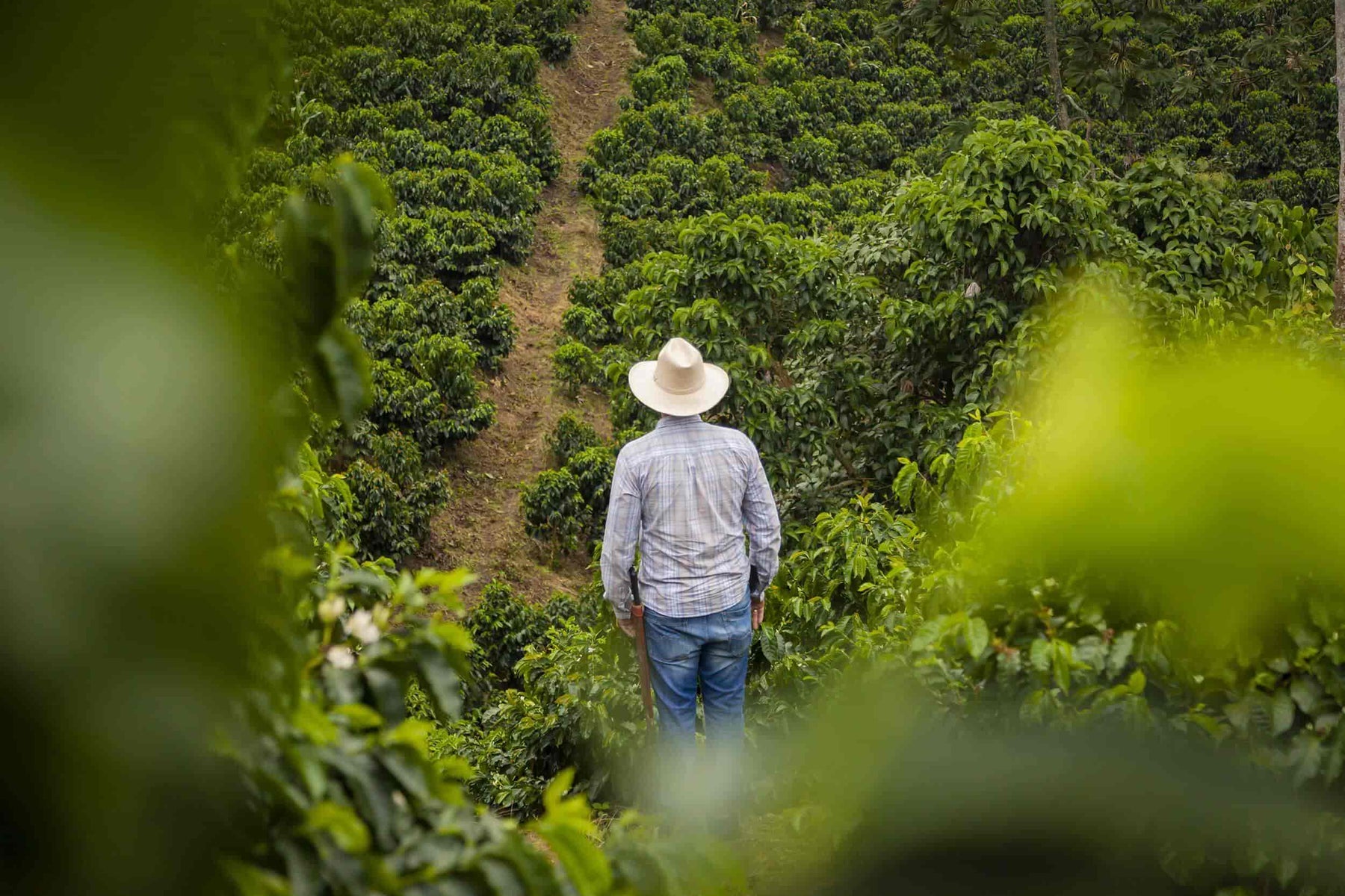 Káva Costa Rica Hacienda Sonora Geisha natural - 100% Arabica balení: 200g