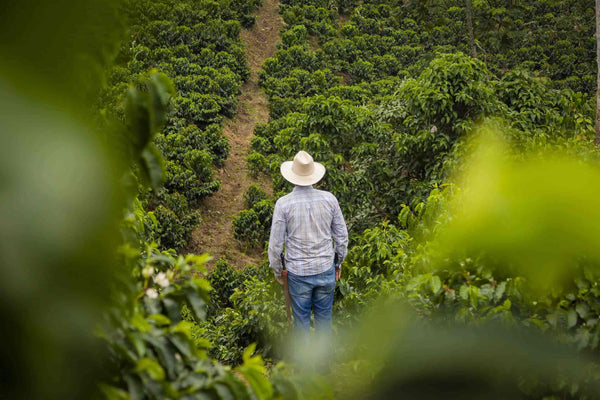 Káva Costa Rica Hacienda Sonora Geisha natural - 100% Arabica balení: 200g