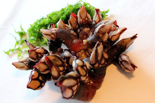 Percebes gallegos