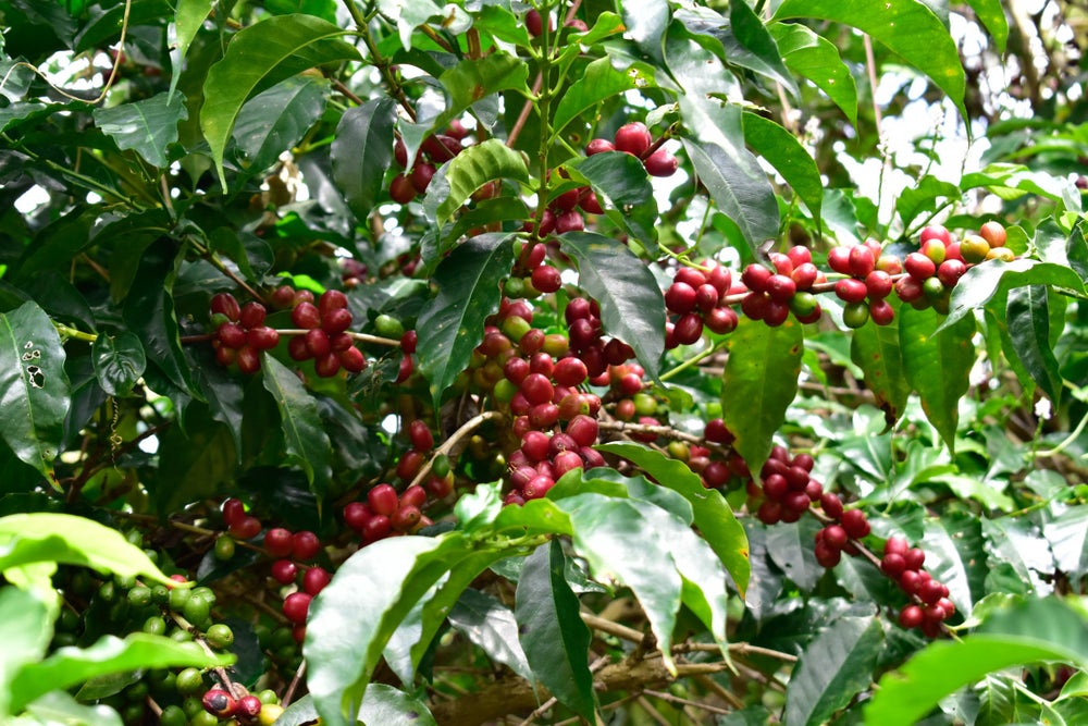 Etiopie Halo Beriti Yirgacheffe Gr.1 Natural - 100% Arabica Káva Balení: 200g