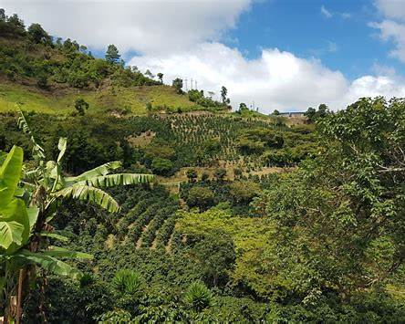 HONDURAS San Marcos SHG EP - 100% Arabica Coffee Packaging: 1000g