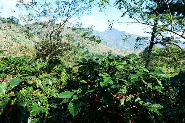 HONDURAS San Marcos SHG EP - 100% Arabica Coffee Packaging: 1000g