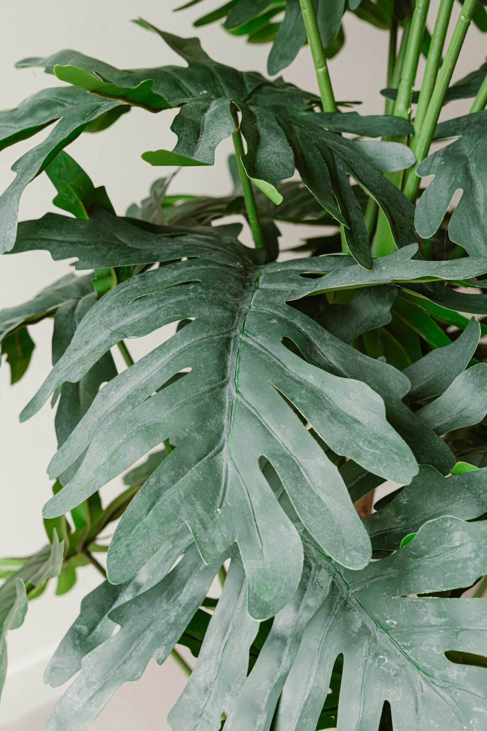 Indore Silva - philodendron xanadu - 140cm - Delivery time 2-3 weeks