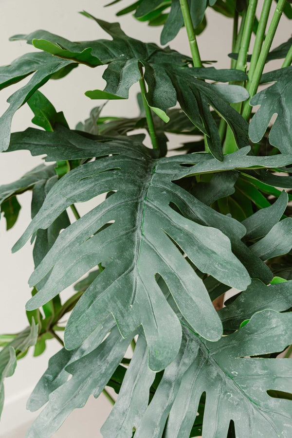 Indore Silva - philodendron xanadu - 140cm - Delivery time 2-3 weeks