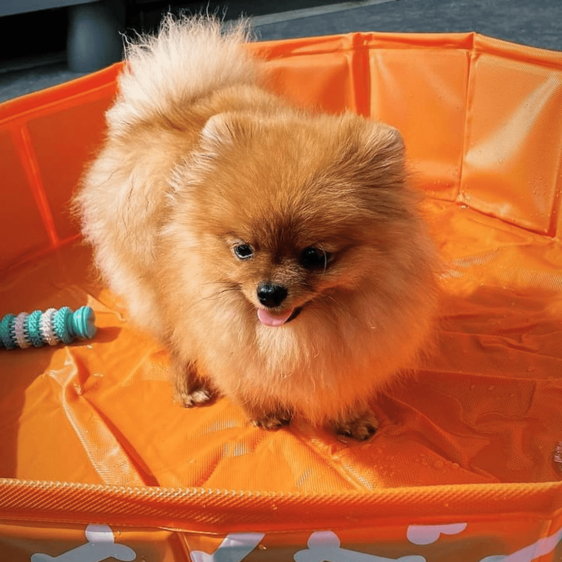 honden-zwembad-bonebash-oranje-swim-essentials-6
