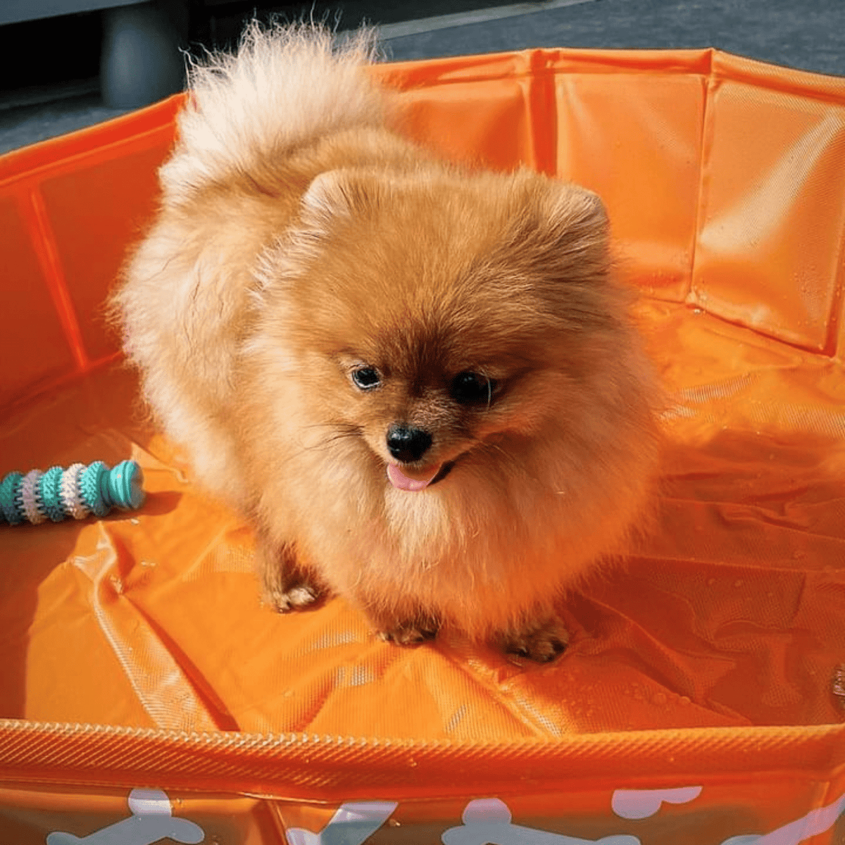 honden-zwembad-bonebash-oranje-swim-essentials-6