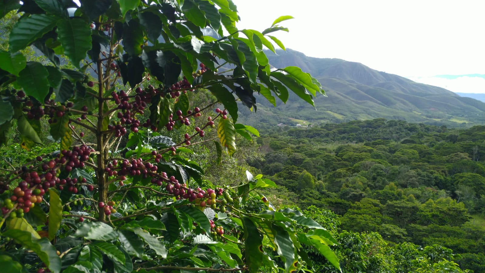 Peru Amazonas Monte Verde Wash - 100% Arabica Káva Balení: 1000g