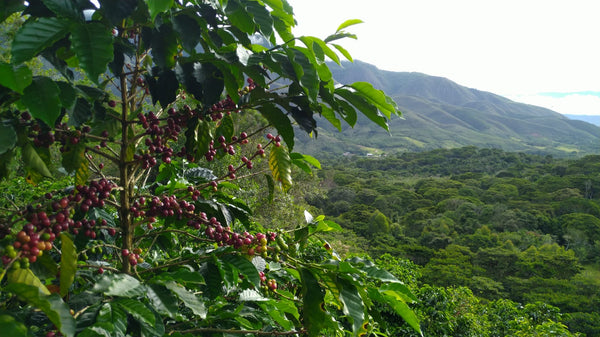 Peru Amazonas Monte Verde Wash - 100% Arabica Káva Balení: 1000g