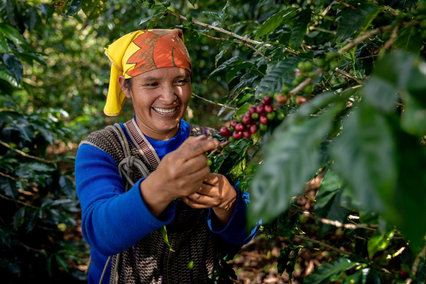 Peru Amazonas Monte Verde Wash - 100% Arabica Káva Balení: 200g