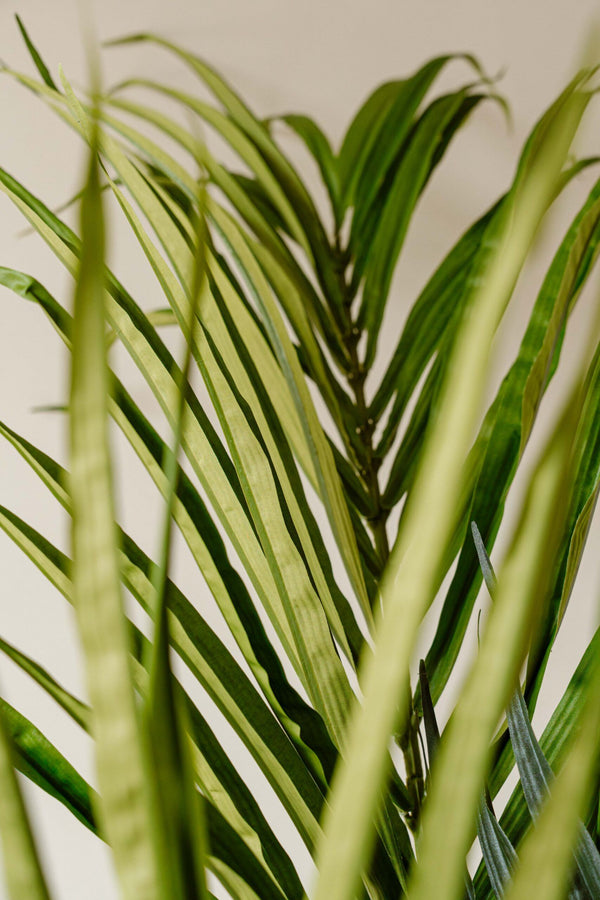 Indore Silva - Kunstmatige Kentia Palm - 180cm - Levertijd 2-3 weken