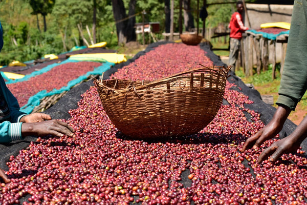 Káva Ethiopia Sookoo - Guji Okoluu G1 organická - 100% Arabica káva Balení: 200g