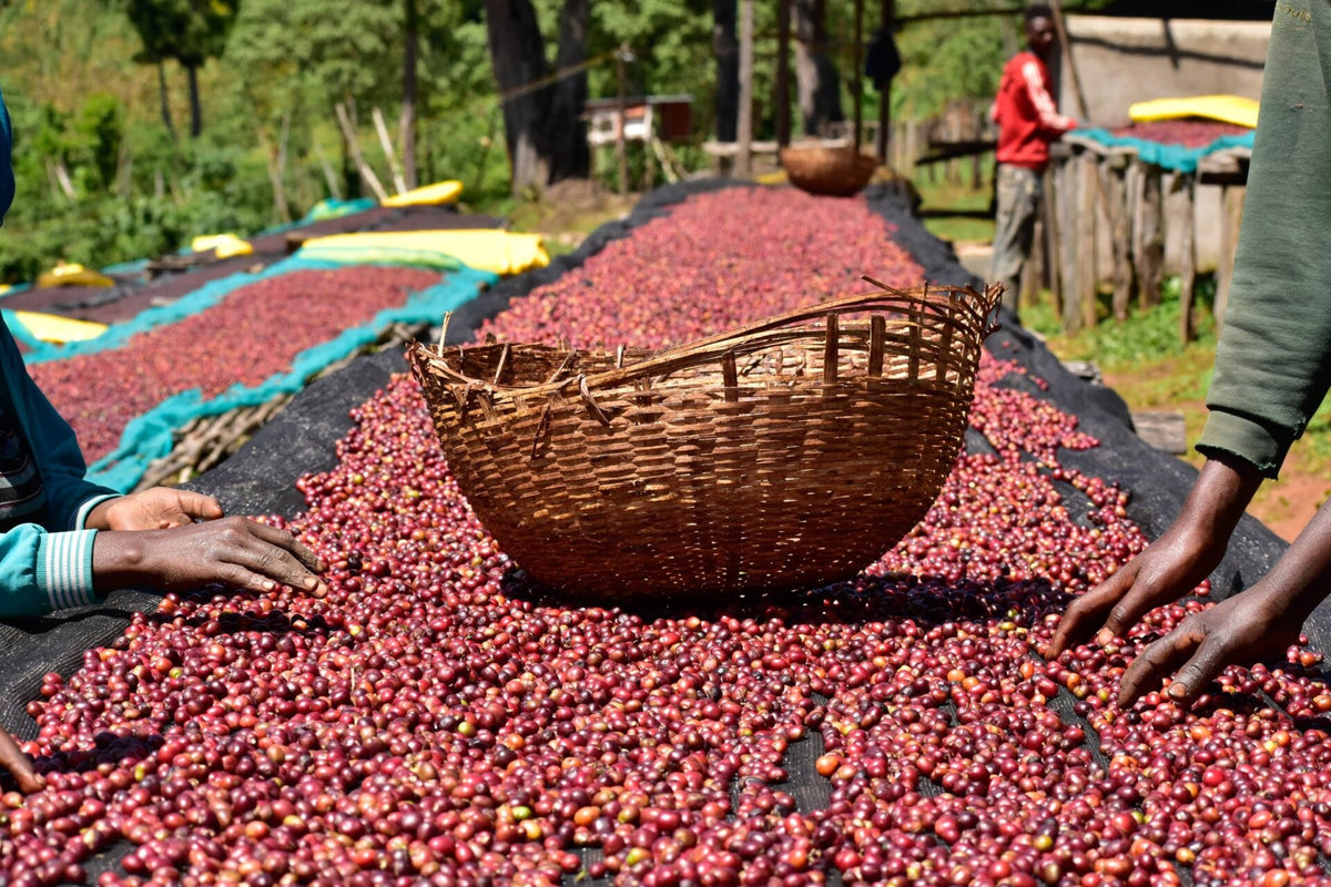 Káva Ethiopia Sookoo - Guji Okoluu G1 organická - 100% Arabica balení: 200g