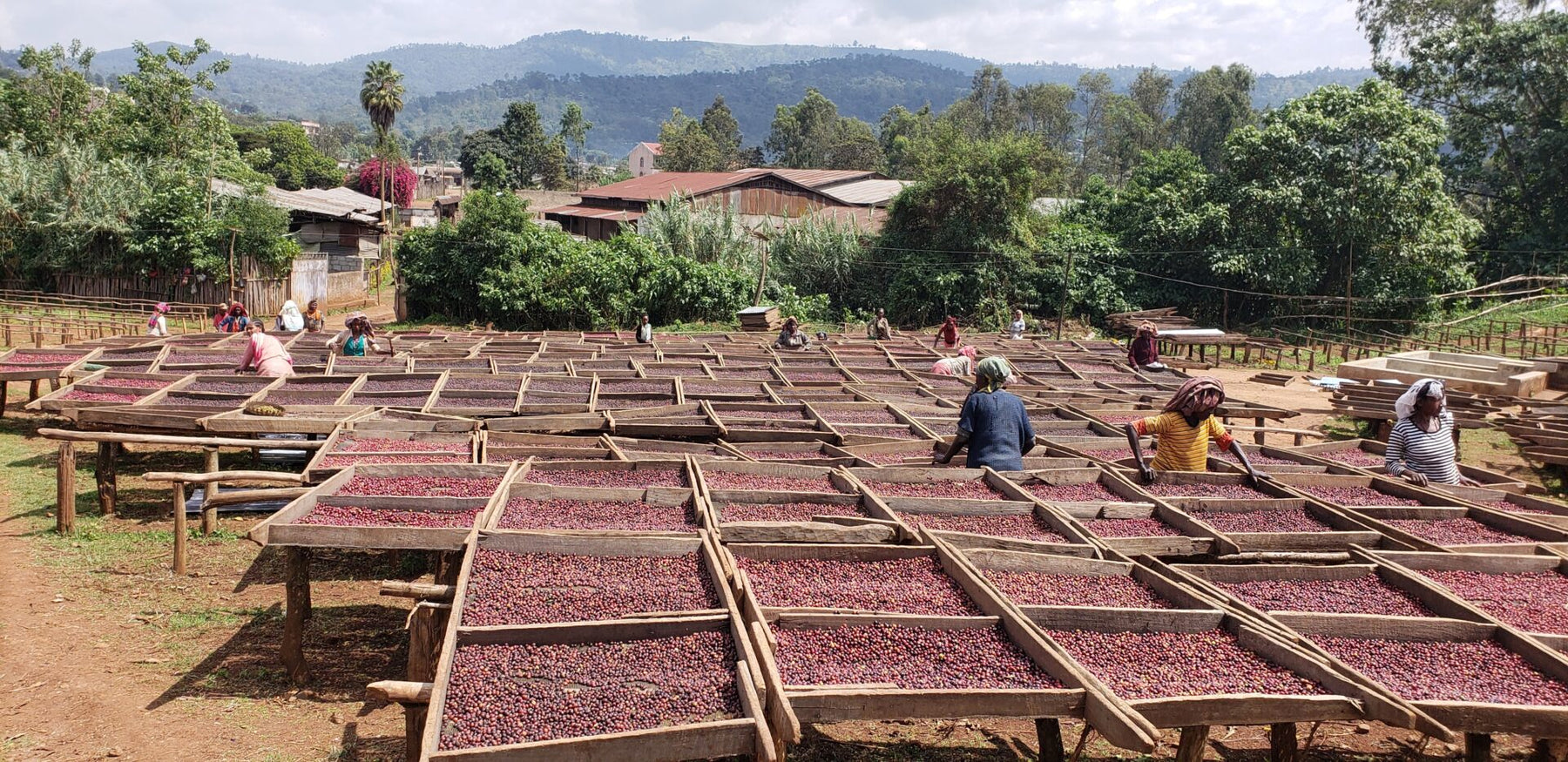Káva Ethiopia Sookoo - Guji Okoluu G1 organická - 100% Arabica káva Balení: 200g