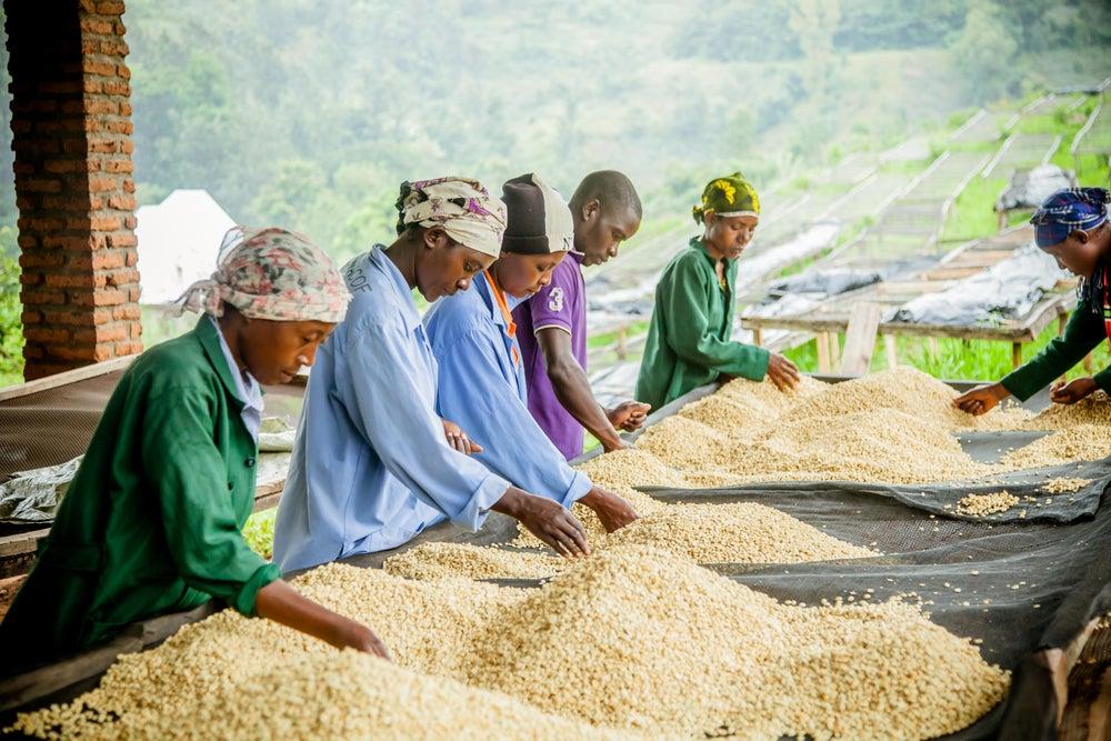 Rwanda Gicumbi Plně omytá LOT 01 - 100% Arabica Káva Balení: 500g