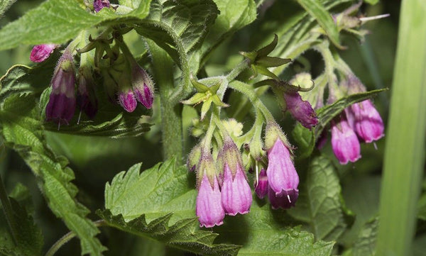 Herbal Oil with Comfrey