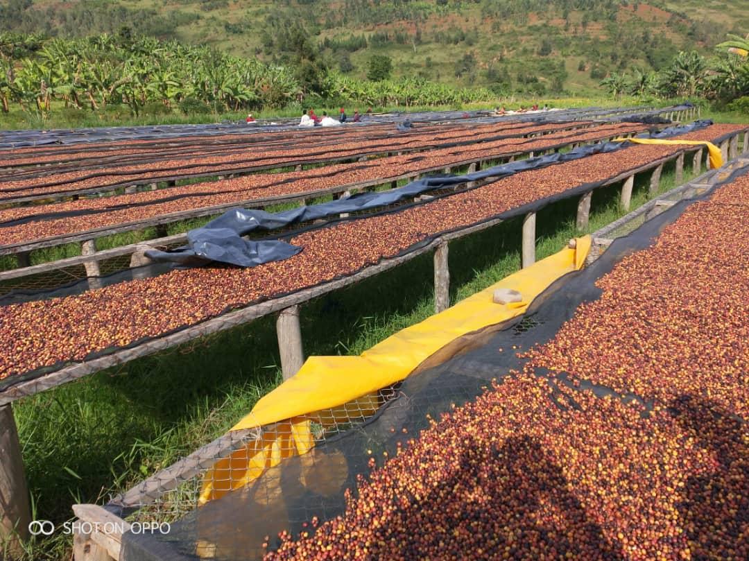 Burundi Rumanda Muraho Natural Anaerobic - 100% Arabica Káva Balení: 200g