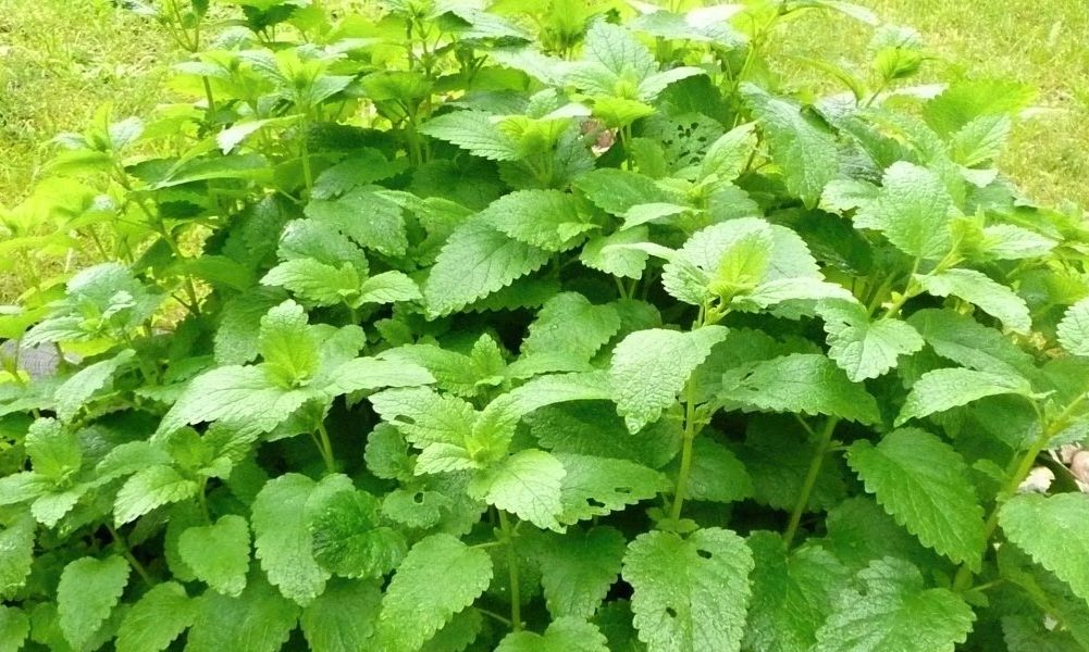 Herbal Oil with Lemon Balm