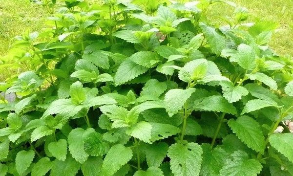 Herbal Oil with Lemon Balm