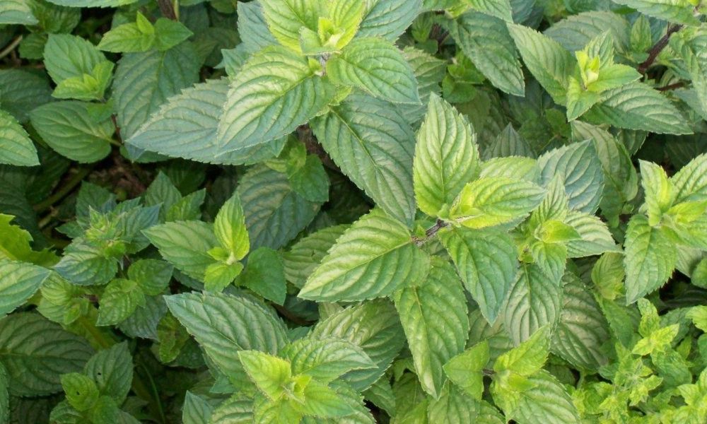 Herbal Oil with Mint