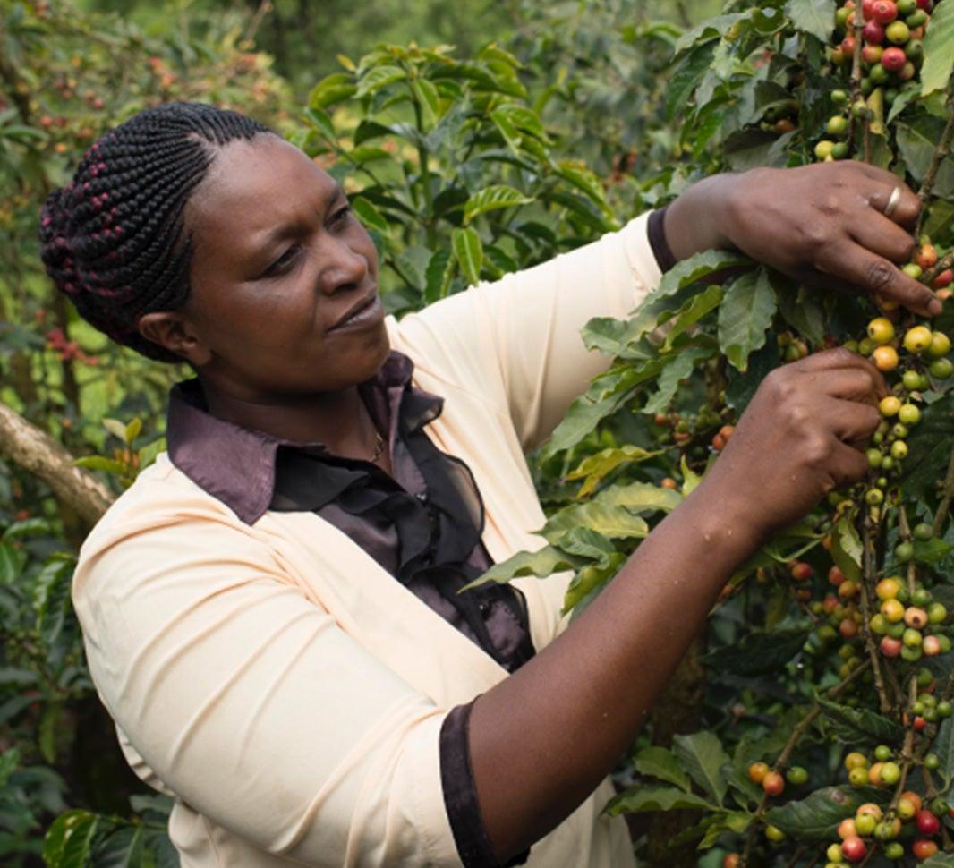 RWANDA Akagera Anaerobic - 100% Arabica Coffee Packaging: 200g