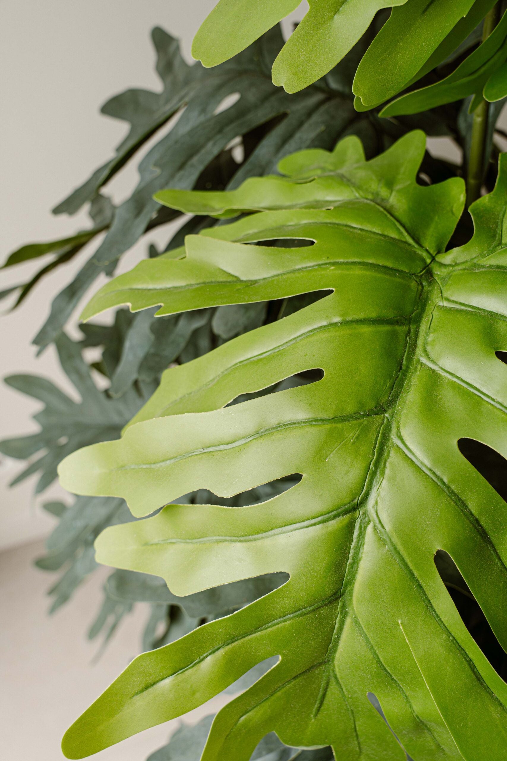 Indore Silva - philodendron xanadu - 140cm - Delivery time 2-3 weeks