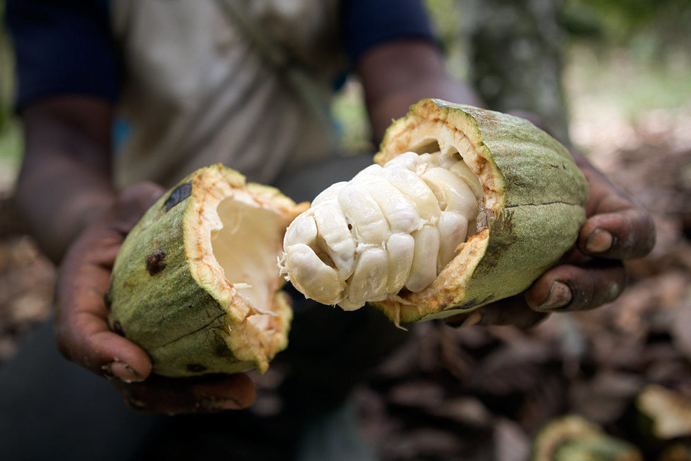 COCOA JUICE