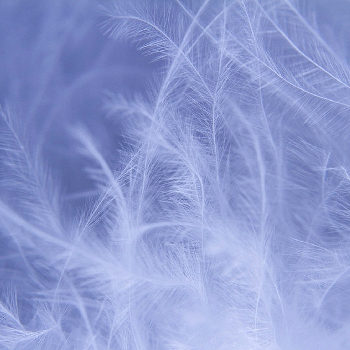 Lightweight Freshness Duvet - Duck