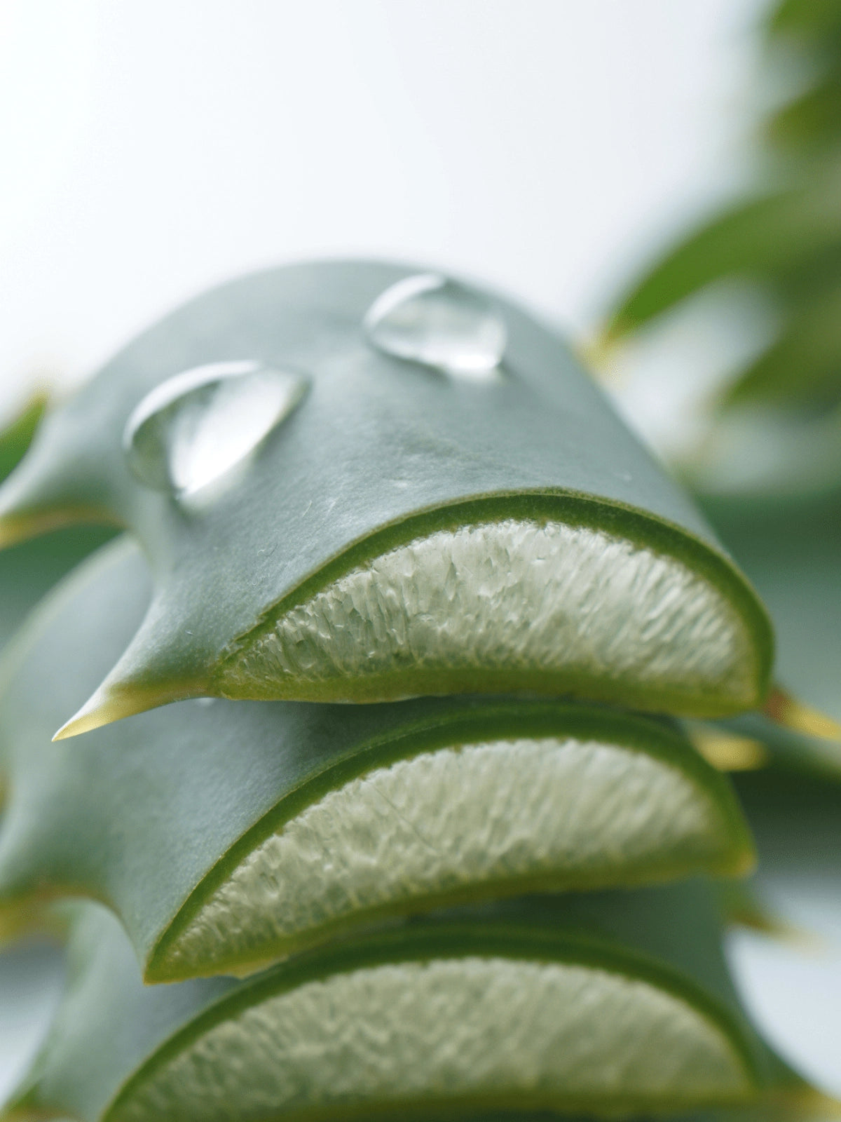 Aloe Vera Gel