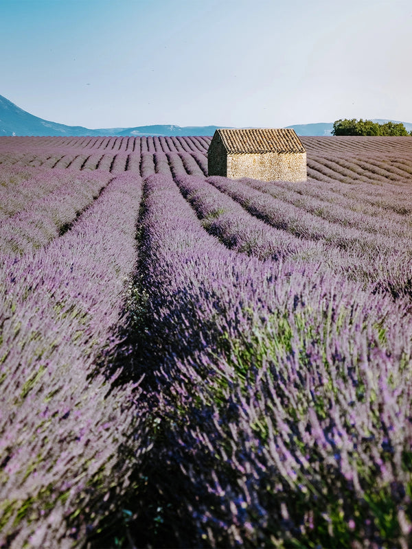 Recharge Scent of the South