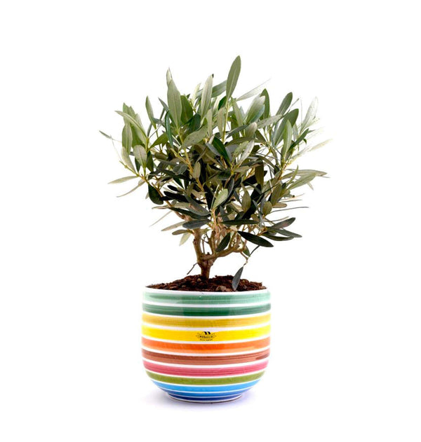 Olive Bonsai