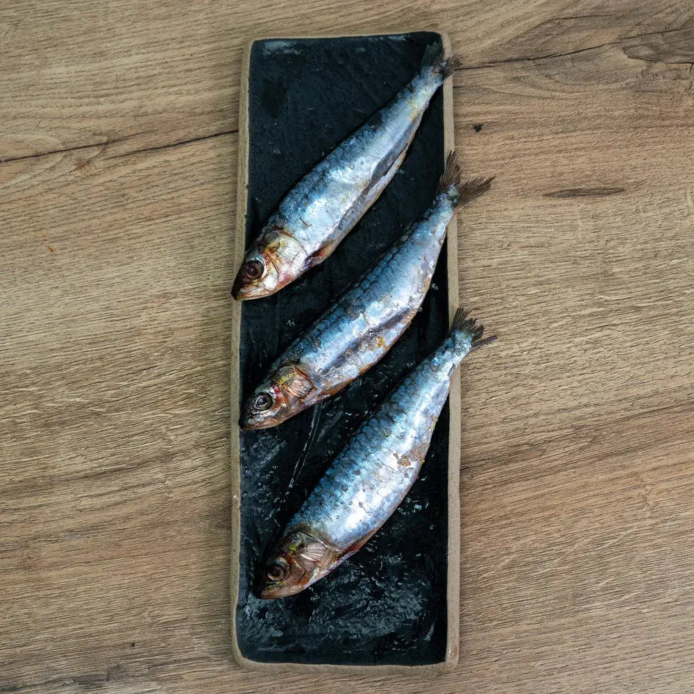 Sardines pack of 3