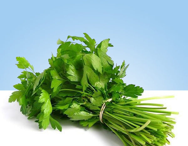 Cilantro, bunch