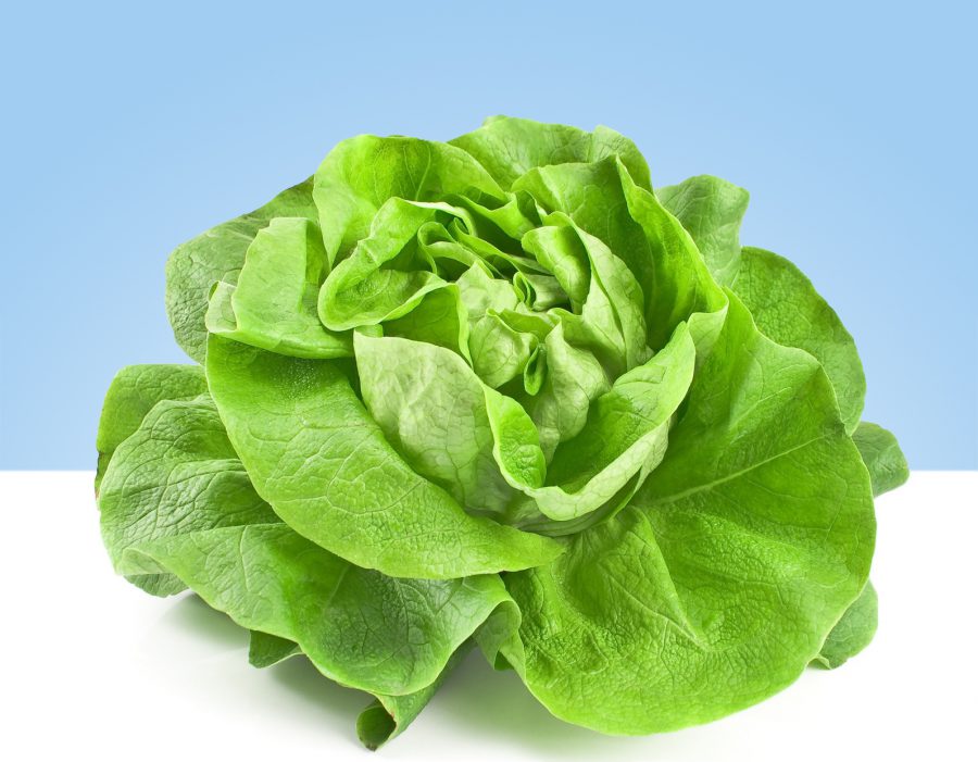 Trocadero lettuce, piece