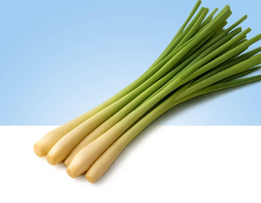Tallos de citronella frescos (lemongrass) en bolsita o manojo