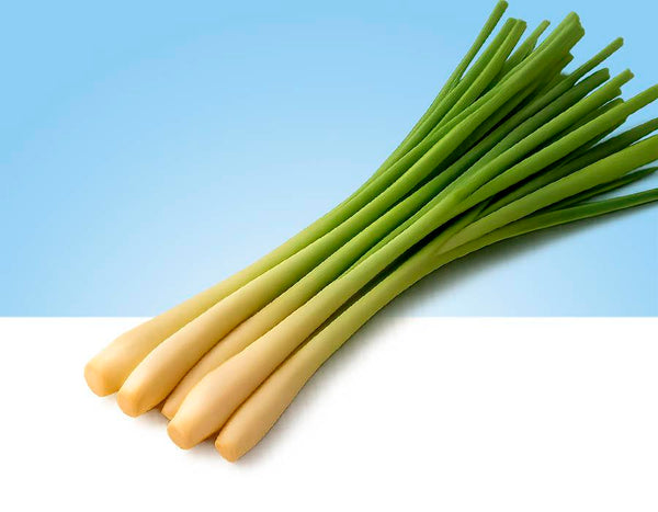 Tallos de citronella frescos (lemongrass) en bolsita o manojo