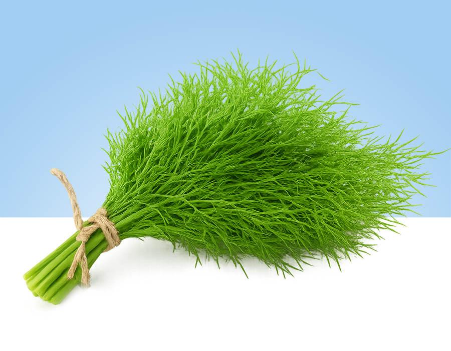 Manojo de eneldo fresco con hojas verdes finas