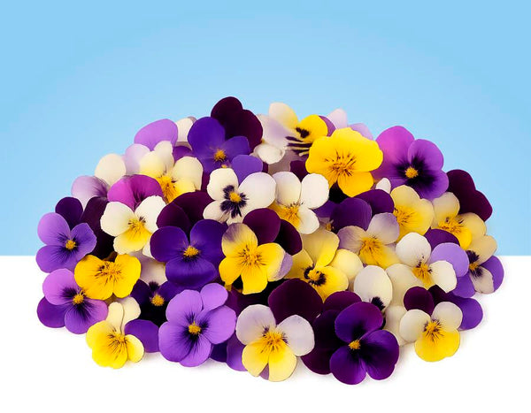 Flores comestibles de violas en bandeja de 40gr