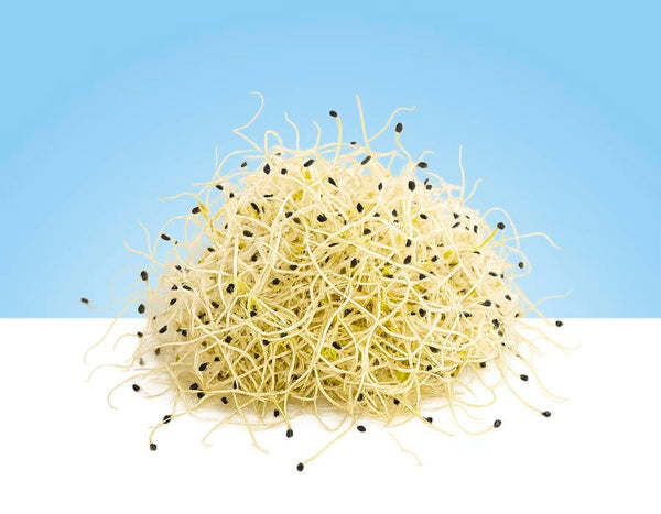 Germinado de cebolla TUGAS en bandeja de 60gr