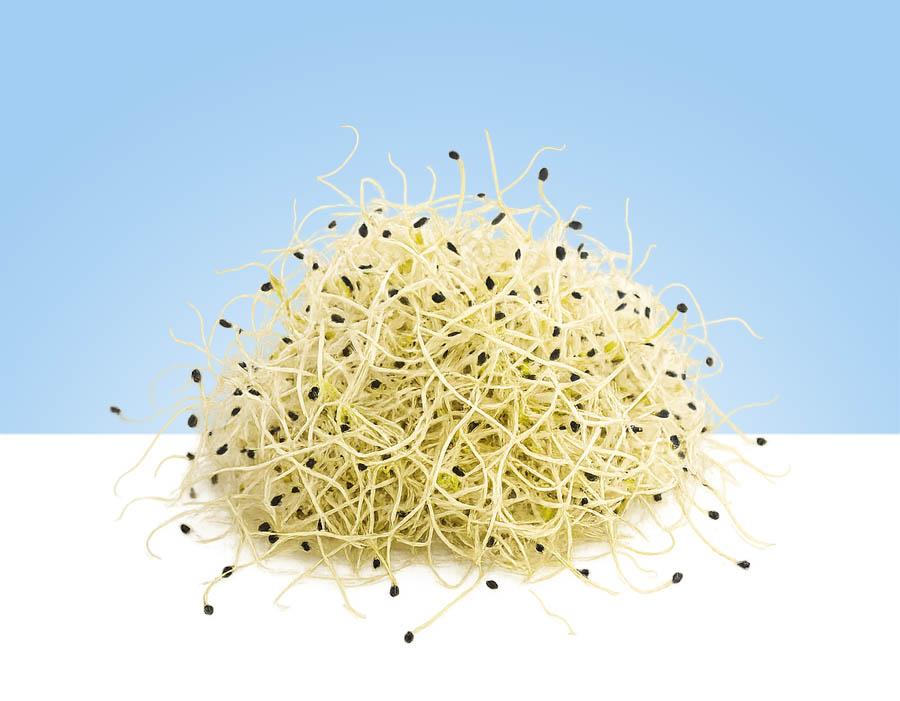 Germinado de cebolla TUGAS en bandeja de 60gr