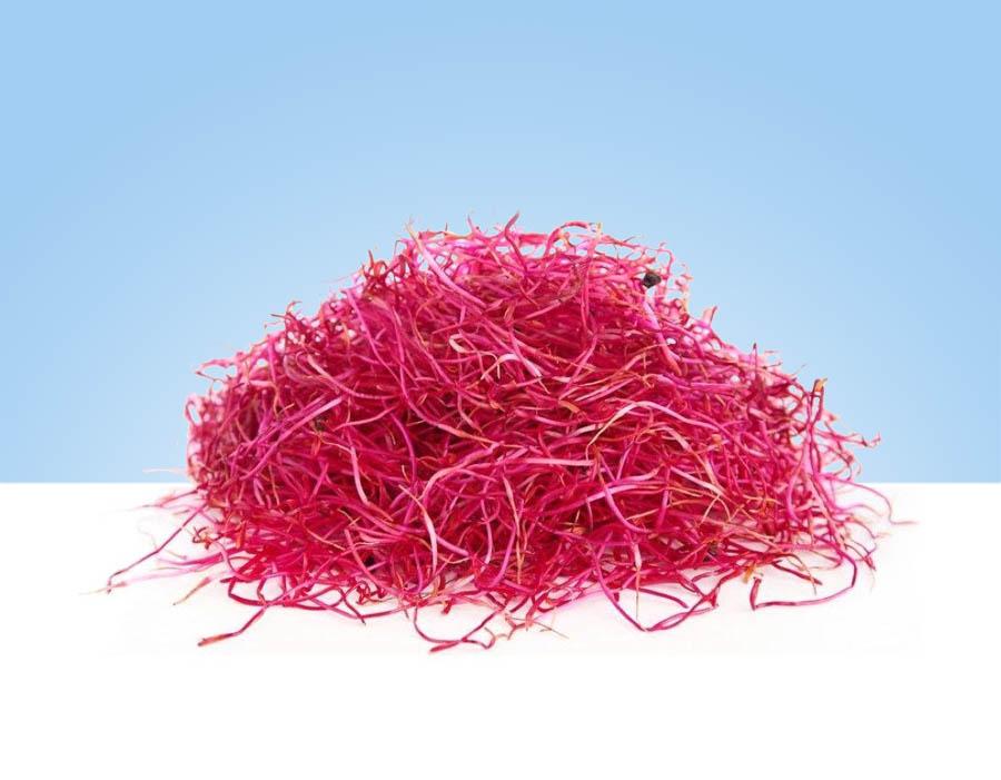 Germinado de remolacha TUGAS en bandeja de 50gr